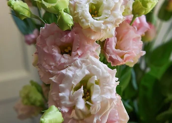 Farnese Design Frühstückspension Rom